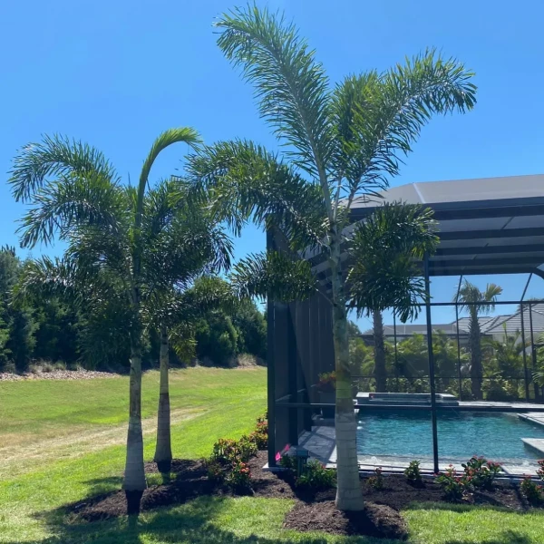 lakewood ranch landscape company palms