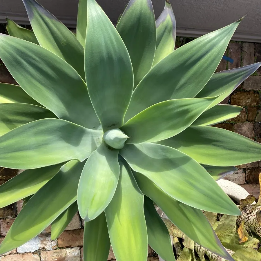 Foxtail Agave lakewood ranch