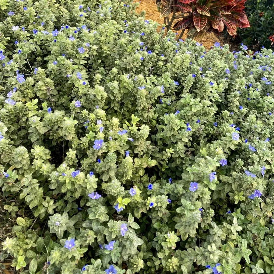 blue daze ground cover Lakewood Ranch