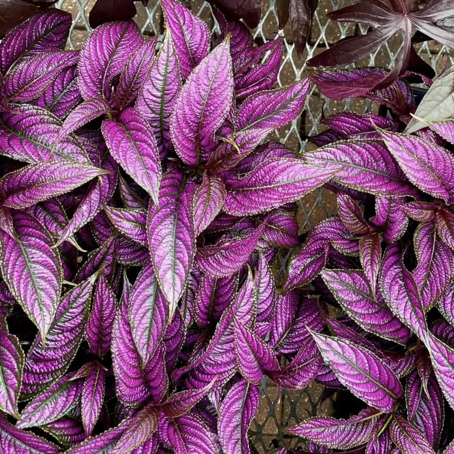 persian shield vine ground cover Lakewood Ranch 