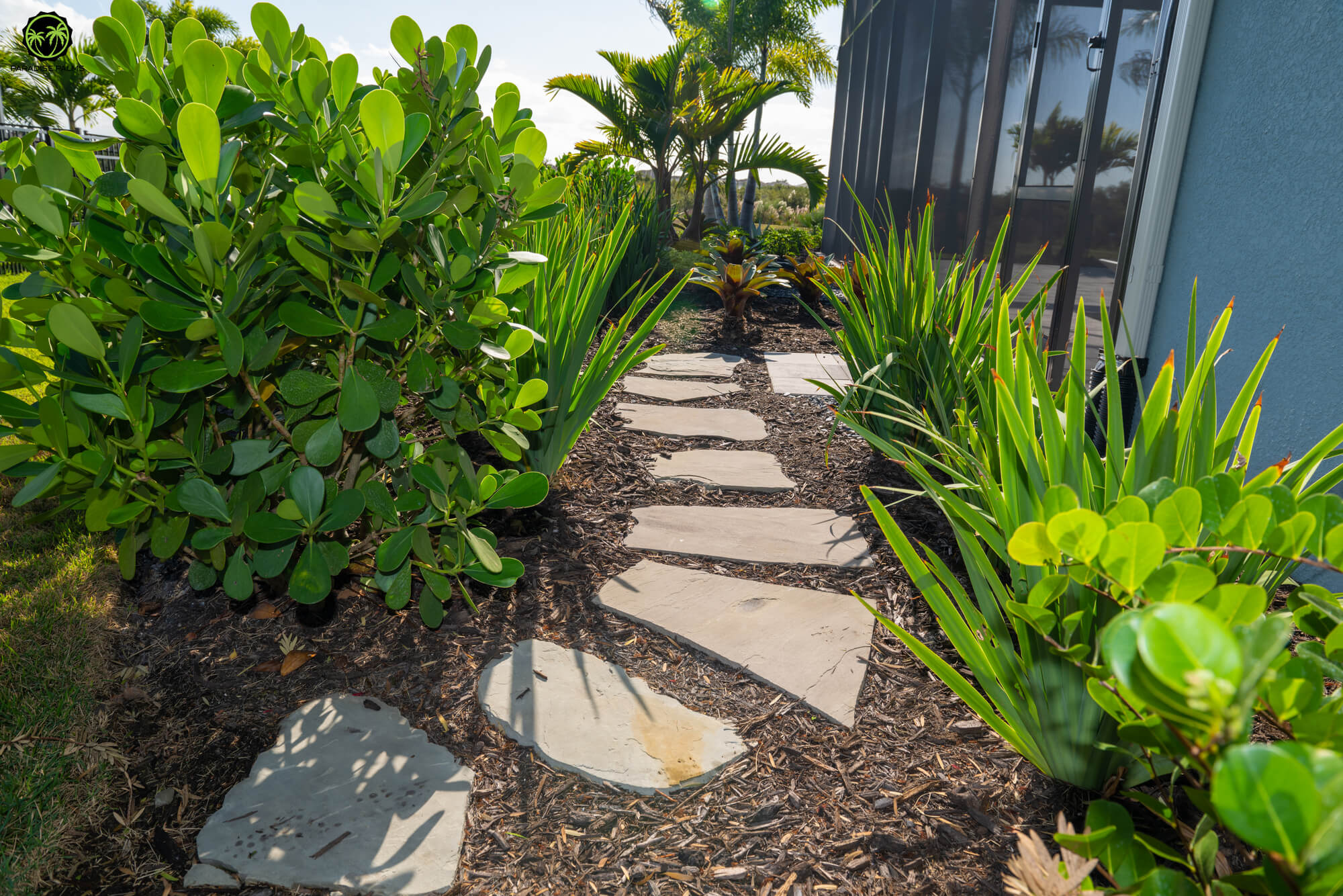 Landscape design Lakewood Ranch backyard with privacy plant screening and resort-style palms