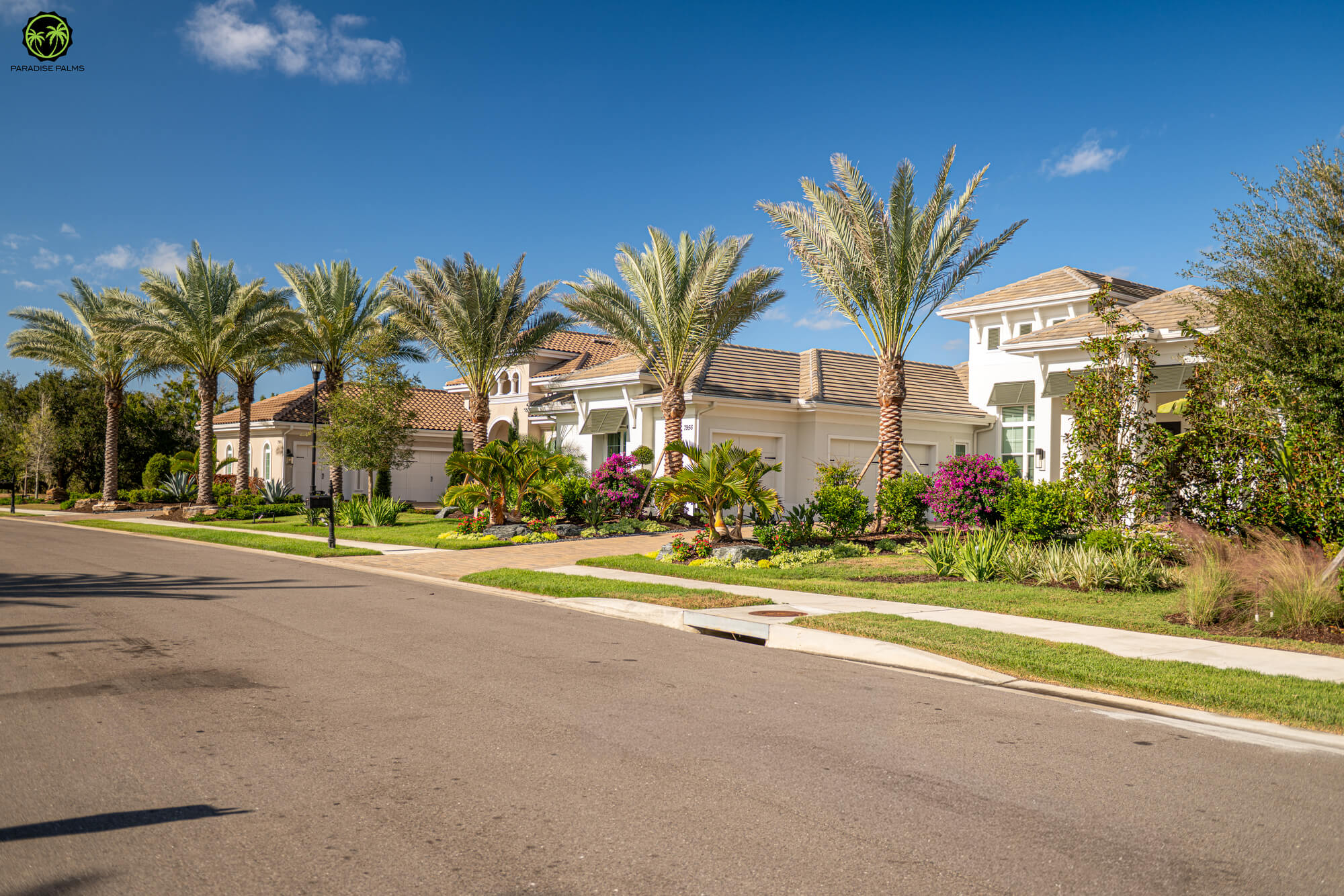 Palmetto landscape gallery photo: